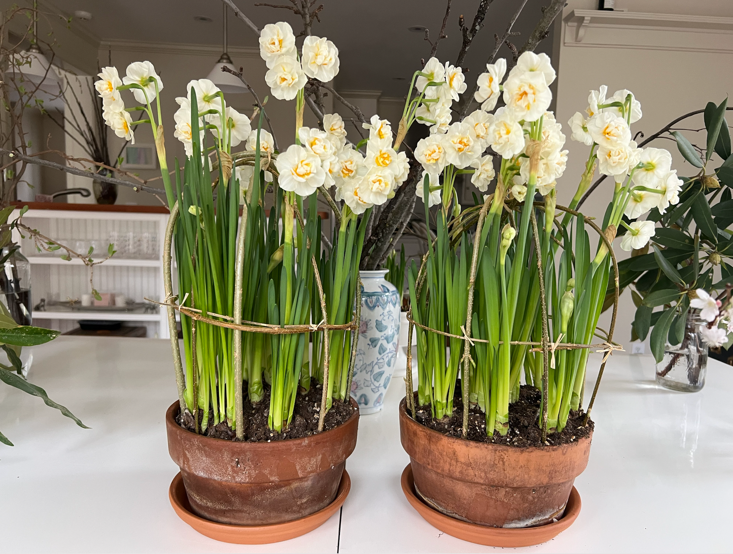 Forcing Bulbs in the Fridge?