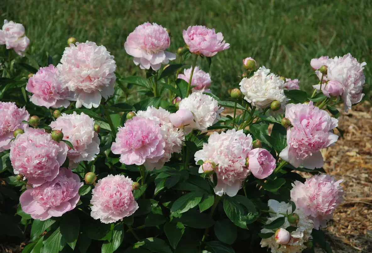 More About Our Services