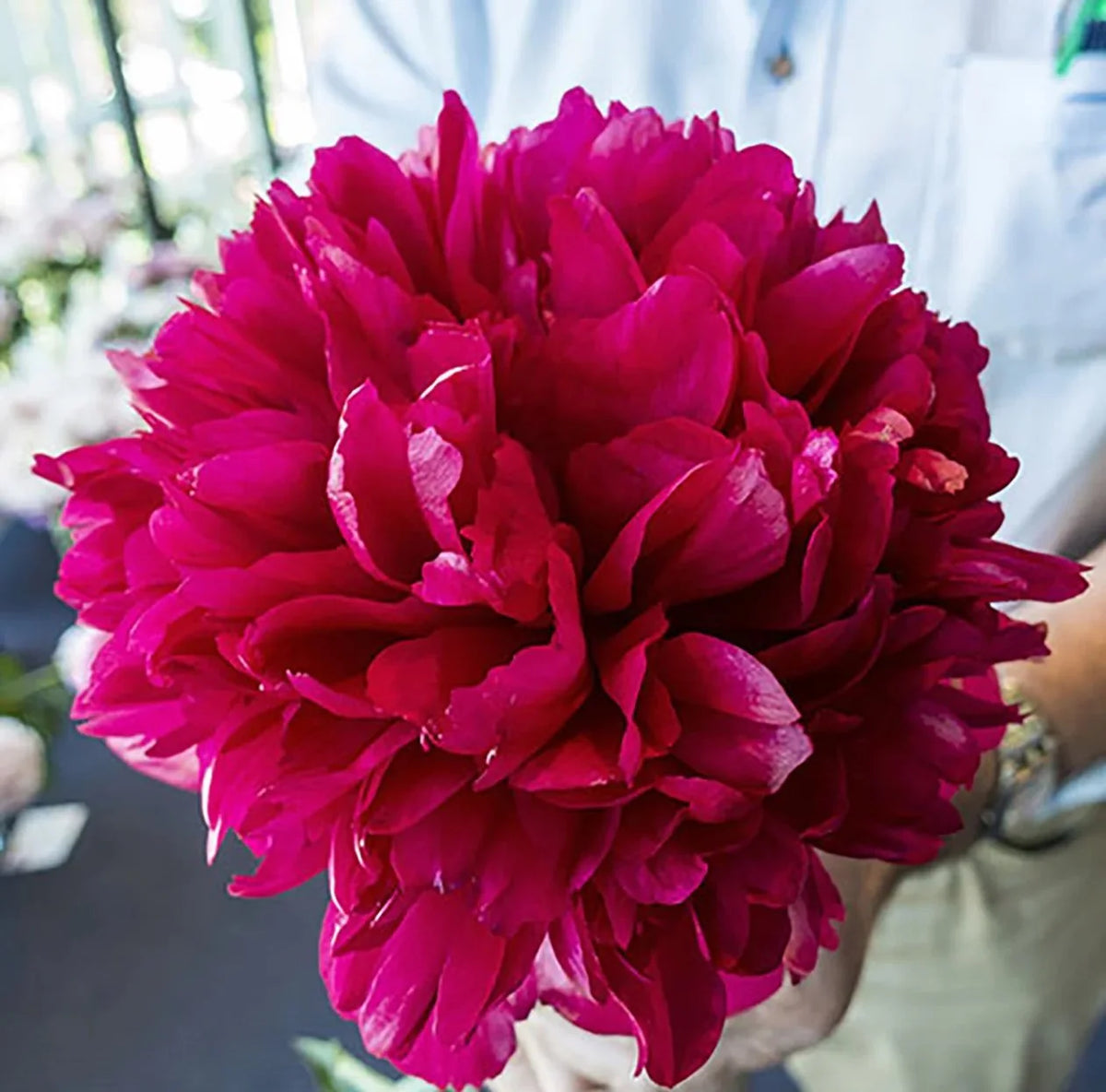 Command Performance Peony Roots Command Performance Peony Roots – The Greenwich Home